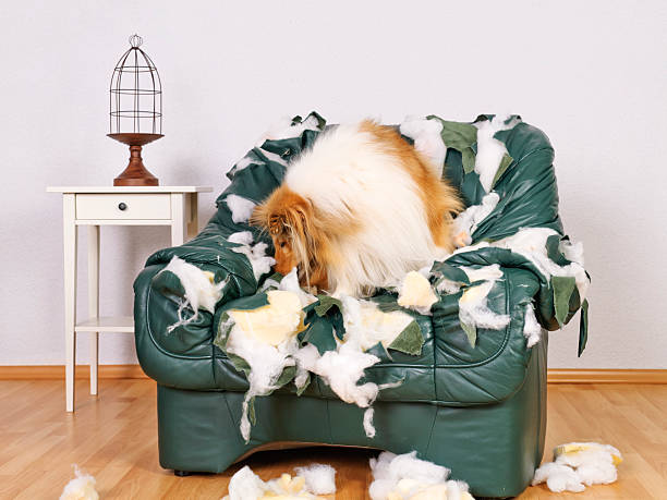istock collie in tattered leather chair 155368229