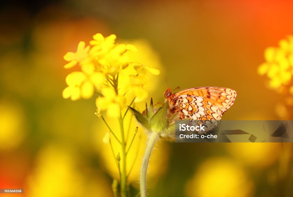 Makro motyl i żółty kwiat - Zbiór zdjęć royalty-free (Bez ludzi)