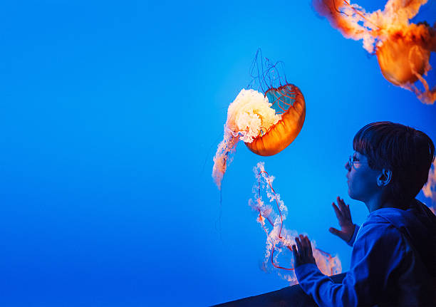 istock kid watching jellyfish at the aquarium 155368561