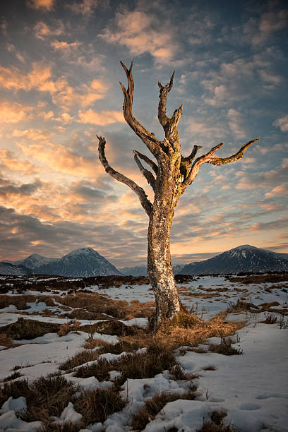 Dead Tree On Rannoch Moor Looking from Rannoch Moor to Stob Dearg and Buachaille Etive Mor at the head of Glencoe after sunset.  buachaille etive mor photos stock pictures, royalty-free photos & images