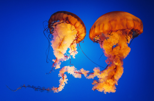 A selective focus shot of colorful jellyfishes in an aquarium