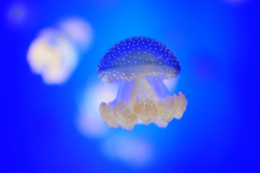 Jellyfish