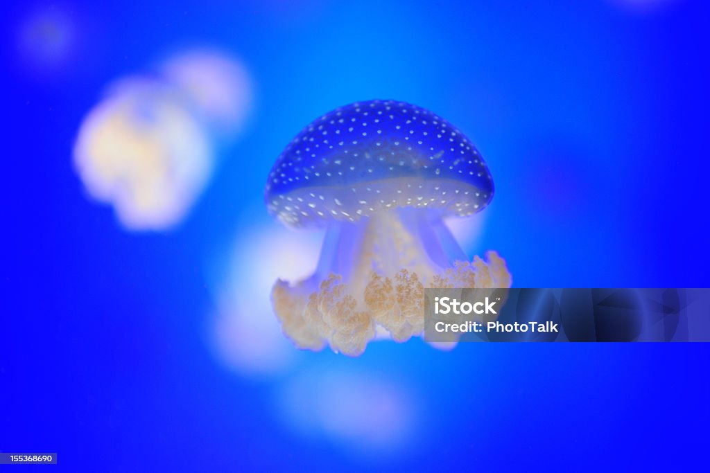 Медуза-Большой X - Стоковые фото Медуза роялти-фри