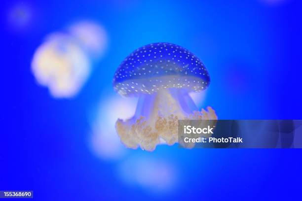 Медузабольшой X — стоковые фотографии и другие картинки Медуза - Медуза, На морском дне, Белый Spotted Jellyfish