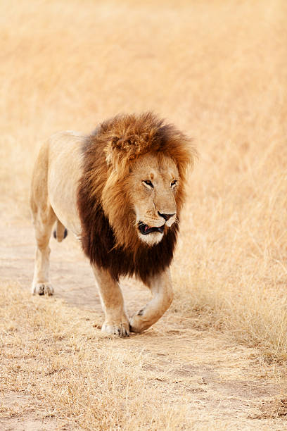 istock Male lion in Masai Mara 155368789