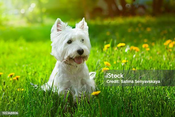 Westie By 꽃 웨스트하이랜드화이트테리어에 대한 스톡 사진 및 기타 이미지 - 웨스트하이랜드화이트테리어, 개, 흰색