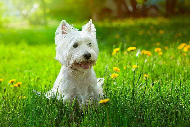 Small Westie in a field of yellow flowers stock photo