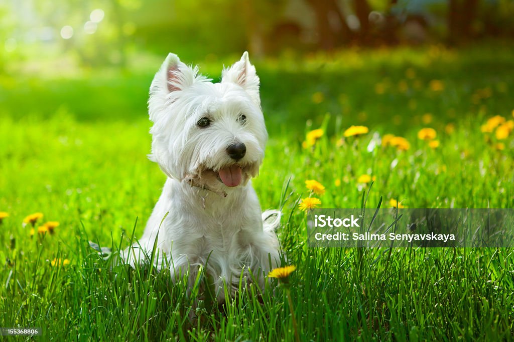 Westie de Flores - Royalty-free West Highland White Terrier Foto de stock