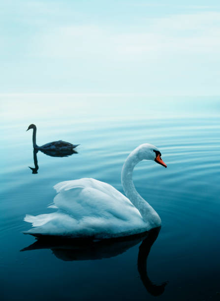 istock Two swans on the blue lake 155368915