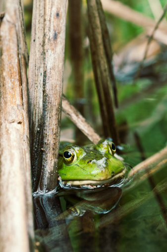 A common Wood Frog takes shelter against a cat tail in a pond.  Mild cross process.