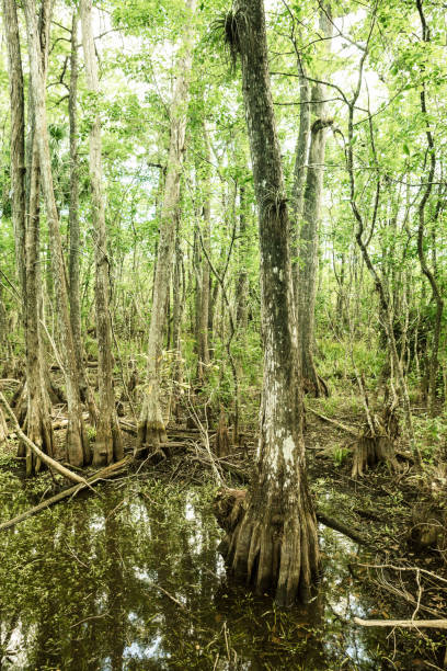 istock View of Big Cypress National Preserve 155369079