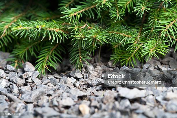 Abete Di Douglas - Fotografie stock e altre immagini di Giardino domestico - Giardino domestico, Pietra - Roccia, Aiuola