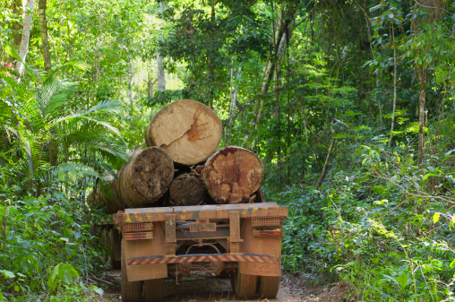 Logging in the Amazon is closely linked with road building. 