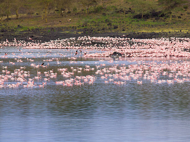 Big Momella lake Flamingos on Bigl Momella lake in the Arusha National Park, Tanzania. arusha region stock pictures, royalty-free photos & images