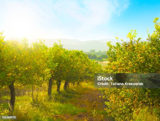 Limón Orchard Foto de stock y más banco de imágenes de Limonero - Limonero, Limón, Huerta