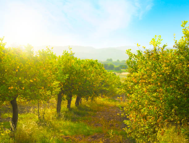 Lemon orchard Mediterranean landscape with lemon orchard. Photo taken in Sicily, Italy. grove stock pictures, royalty-free photos & images