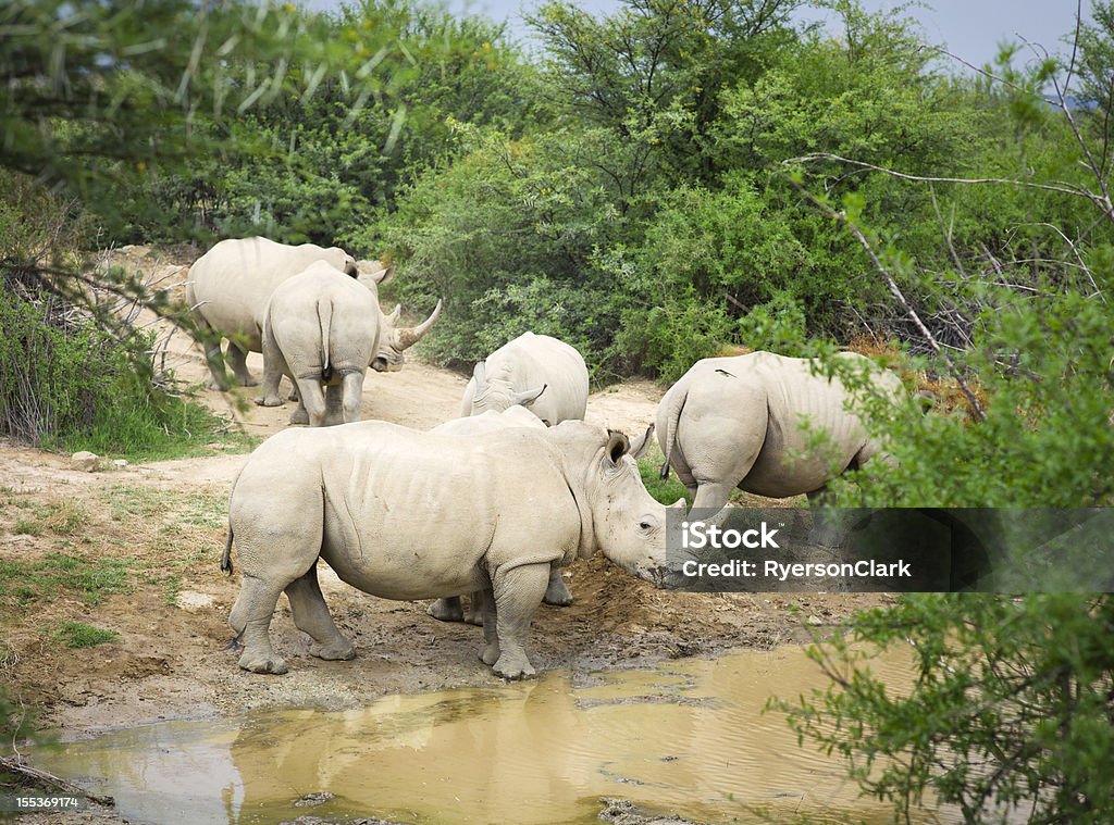 Rhinocéros en Afrique sauvage blanc. - Photo de Rhinocéros blanc libre de droits