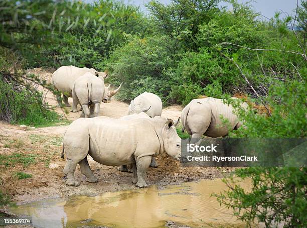 Photo libre de droit de Rhinocéros En Afrique Sauvage Blanc banque d'images et plus d'images libres de droit de Rhinocéros blanc - Rhinocéros blanc, Afrique, Rhinocéros