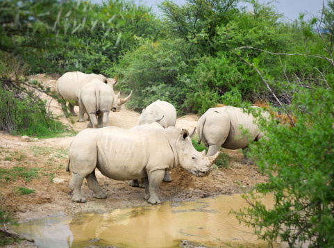 Beautiful adult white rhinos at a watering hole on the Western Cape, South Africa.