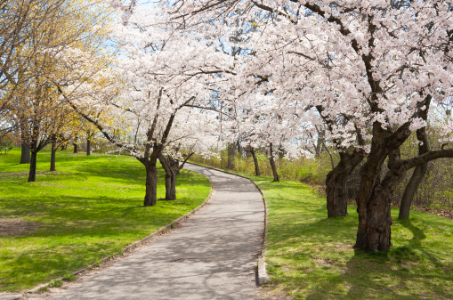 A curved foot path amongst the blooming cherry trees in Toronto's High Park in the early spring.