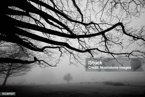 Photo libre de droit de Knole Park Dans Le Kent En Angleterre banque d'images et plus d'images libres de droit de Famille du cerf - Famille du cerf, Image en noir et blanc, Agripper