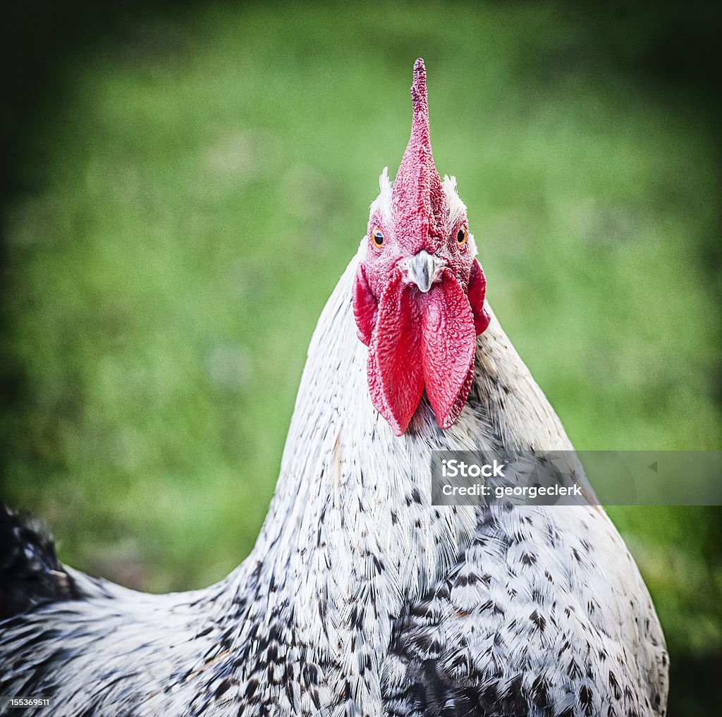 Pollo ammirando la telecamera - Foto stock royalty-free di Contrariato