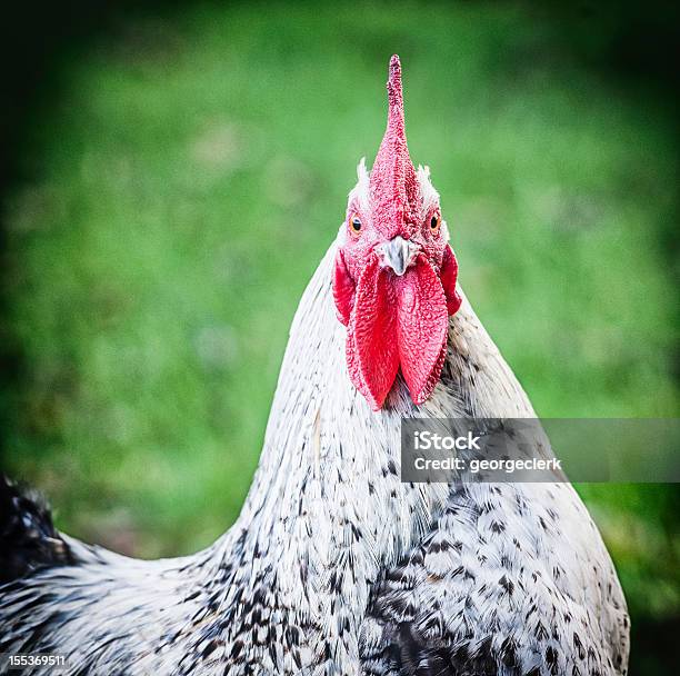 Pollo Ammirando La Telecamera - Fotografie stock e altre immagini di Contrariato - Contrariato, Rabbia - Emozione negativa, Galletto