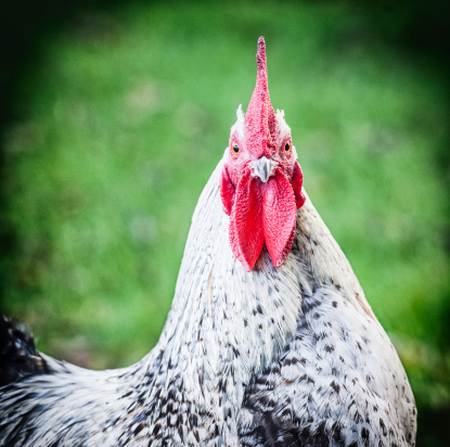 An accusing stare from a suspicious cockerel.