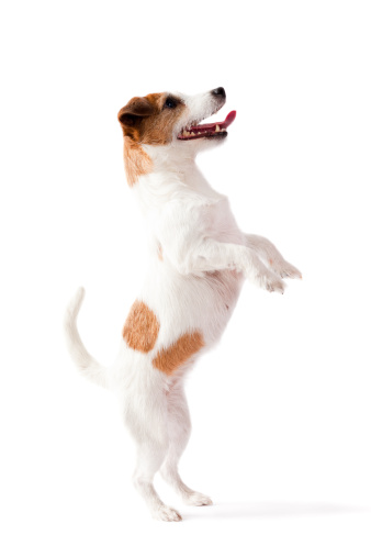 Close-up portrait of a playful Jack Russell terrier standing on two feet waiting for a ball/treat isolated on white background.