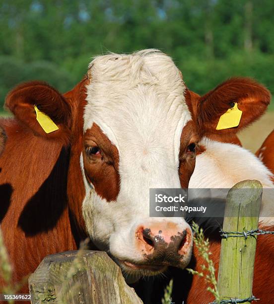 Foto de Retrato De Um Tinto E Branco Mosqueado De Vaca e mais fotos de stock de Fêmea de mamífero - Fêmea de mamífero, Gado Doméstico Bovino, Países Baixos