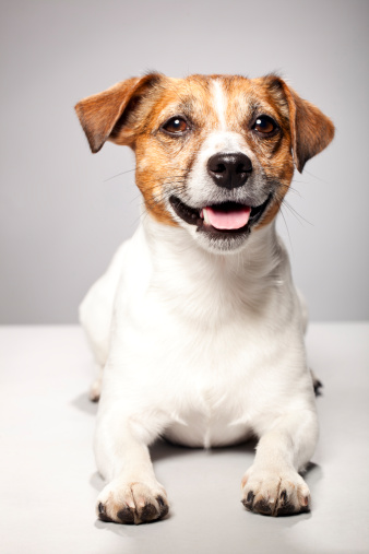 Portrait of a Jack Russel Terrierhttp://bit.ly/16Cq4VM