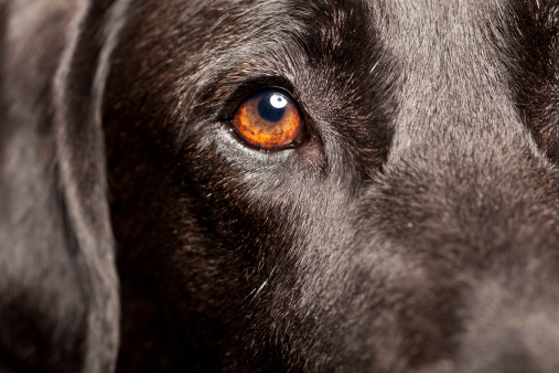 Labrador dog isolate on white background