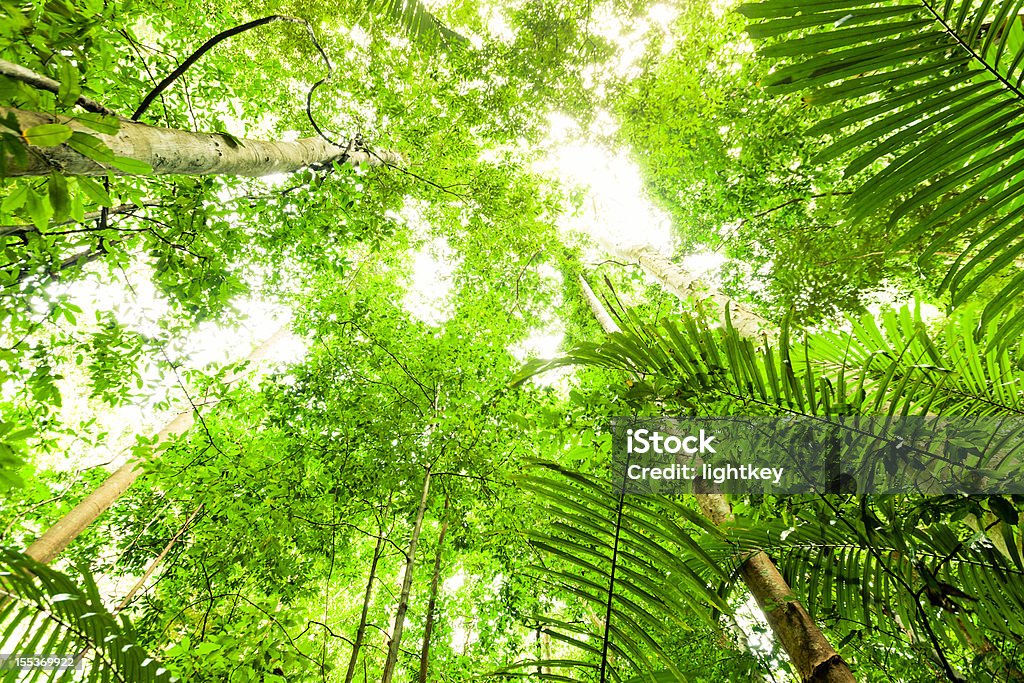 Luz na selva - Royalty-free Aventura Foto de stock