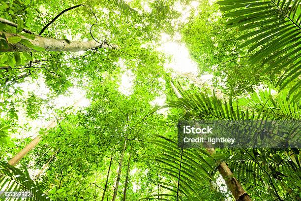 Luz Na Selva - Fotografias de stock e mais imagens de Aventura - Aventura, Cena Não Urbana, Coberto florestal