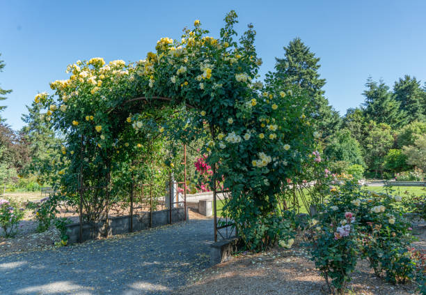 istock Seatac Garden Rose Arbor 1553700952