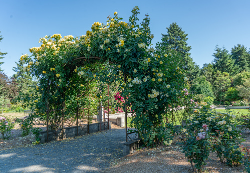 Roses bloom on an arbor in a garden in Seatac, Washington.