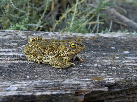 Natterjack toad, Epidalea calamita, single toad on ground, Spain, July 2023