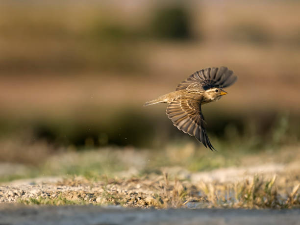 istock Rock sparrow, Petronia petronia 1553702068