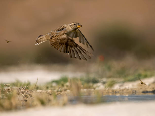 istock Rock sparrow, Petronia petronia 1553702071