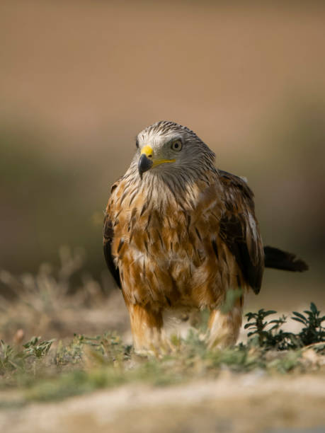 istock Red kite, Milvus milvus, 1553702074