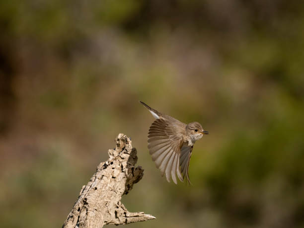 istock Spotted flycatcher, Muscicapa striata 1553702605
