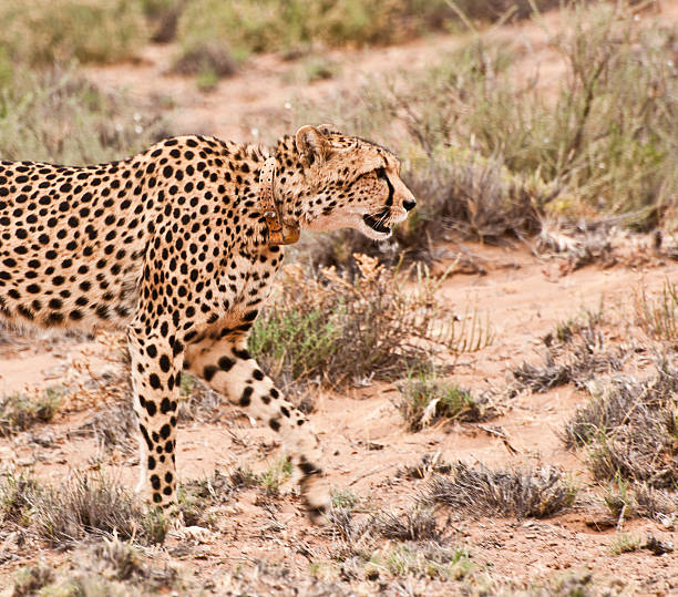 istock Tagged Cheetah in the Wild 155370278