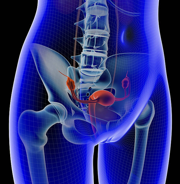 자궁 - vagina uterus human fertility x ray image 뉴스 사진 이미지
