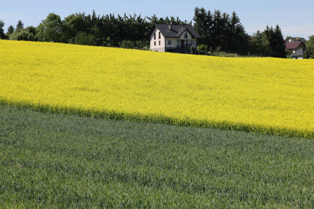 istock Cultivated field with blooming rape in bright yellow color 1553704738