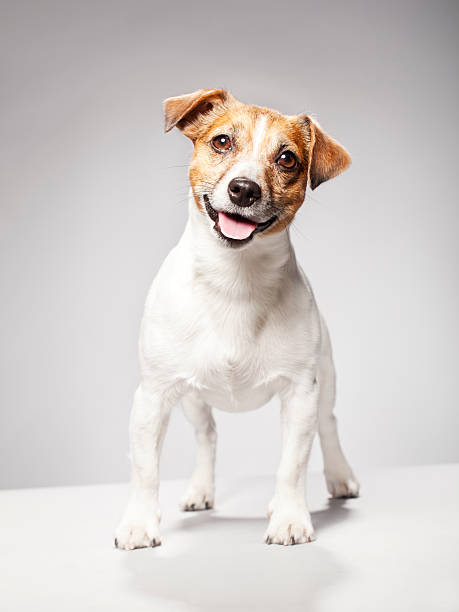 retrato de un terrier jack russel - terrier jack russell fotografías e imágenes de stock