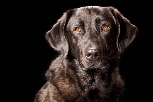 young purebred black Labrador retriever looking off into the distance.
