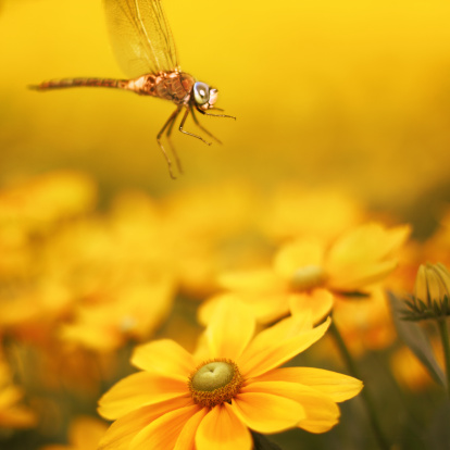 Macro dragonfly with beautiful eyes and yellow daisy flower.