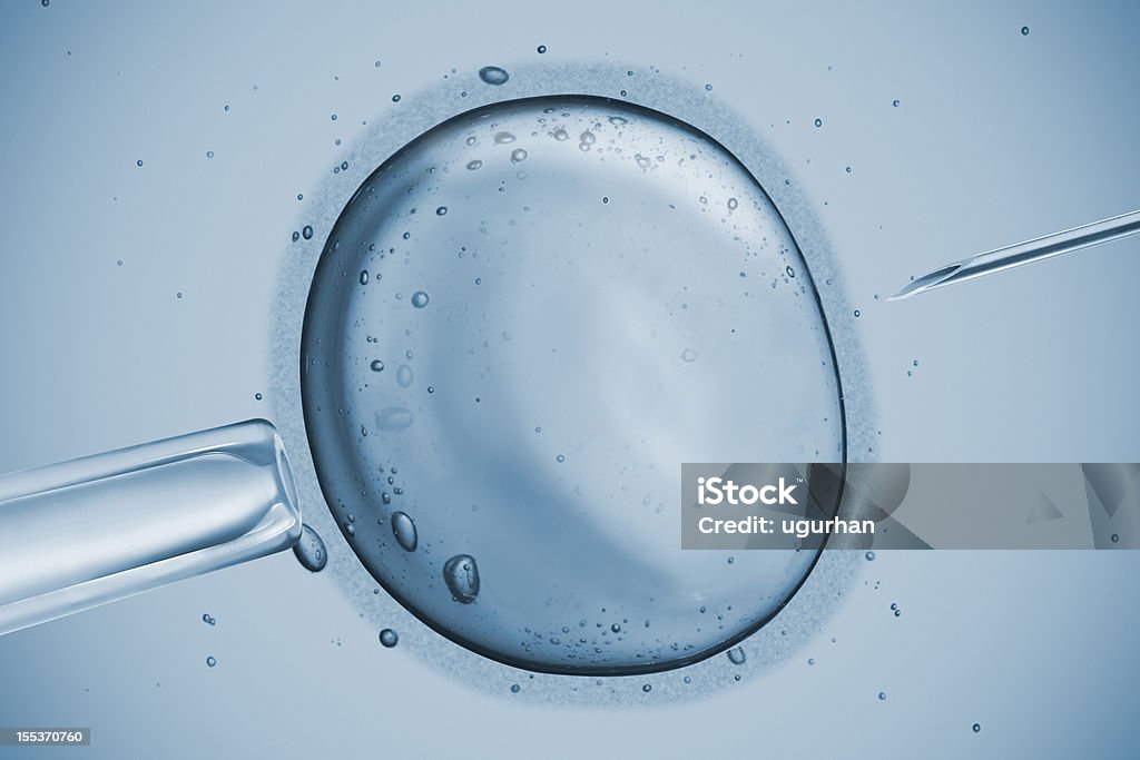 Fertilità - Foto stock royalty-free di Cellula umana