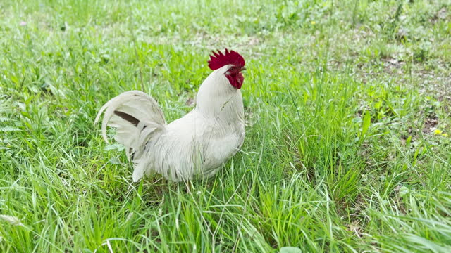 White cock in the village
