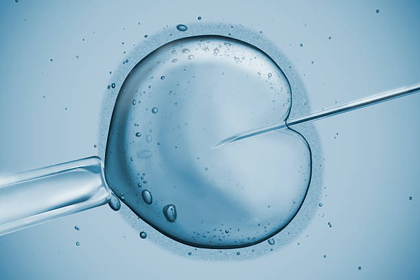 Human Fertility In vitro fecundation using sperm. artificial insemination photos stock pictures, royalty-free photos & images